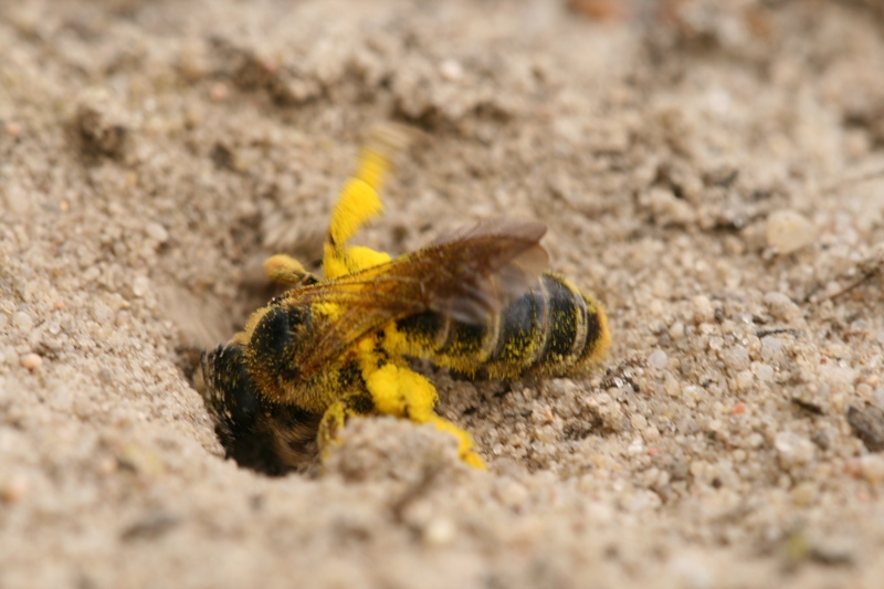 Pszczolinka napiskowa ARóżycki IMG 2658a