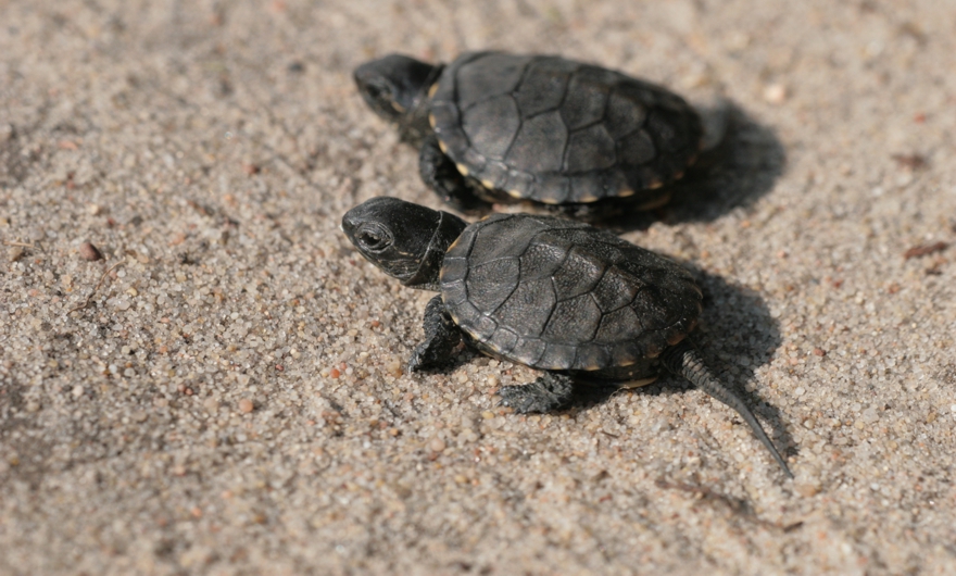 Małe żółwie błotne w drodze do wody Fot A Różycki